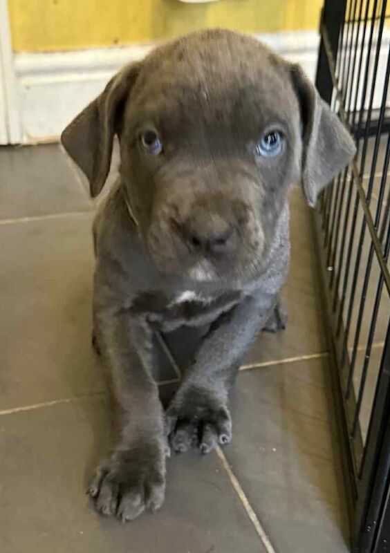 Cane Corso puppies for sale in Plymouth, Devon – 3 months old