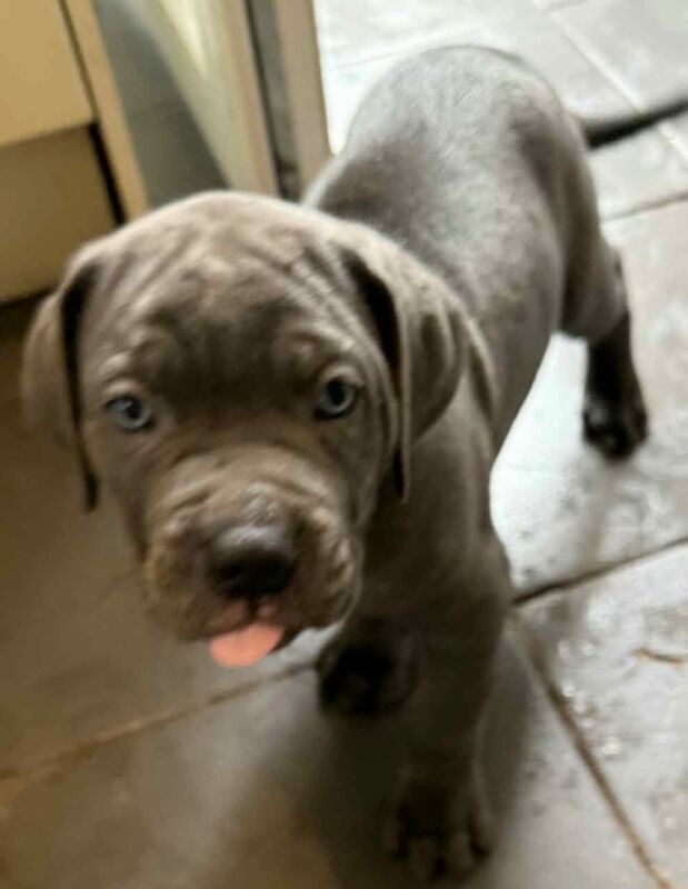 Cane Corso puppies for sale in Plymouth, Devon – 3 months old - Image 2 of 3