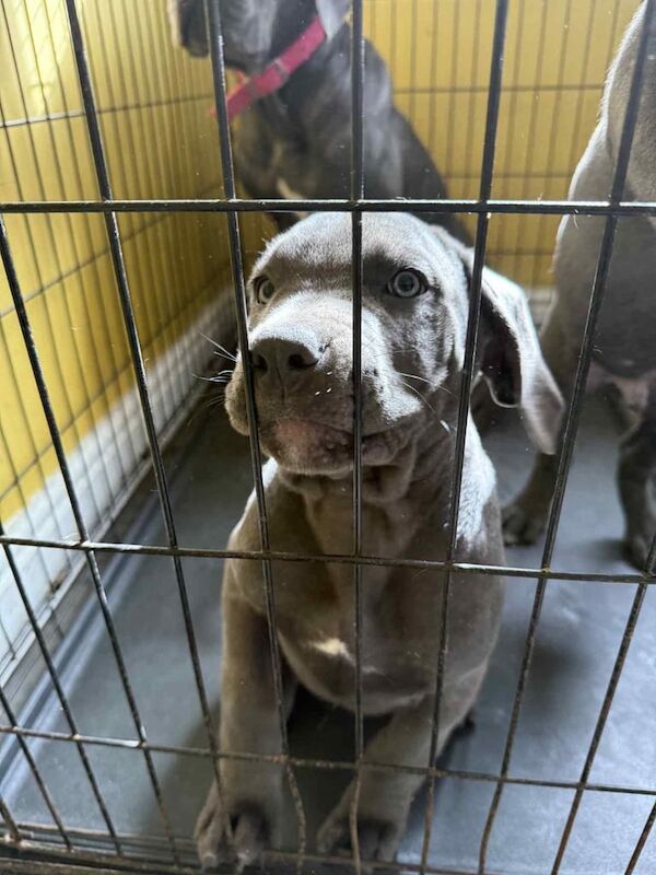Cane Corso puppies for sale in Plymouth, Devon – 3 months old - Image 3 of 3