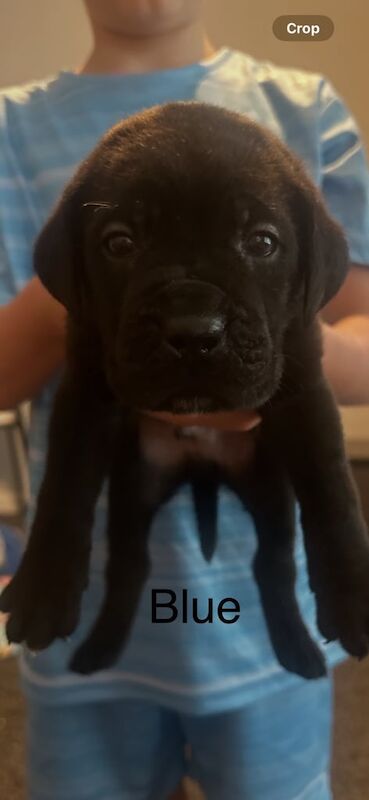 Cane corso puppies for sale in Sunderland, Tyne and Wear