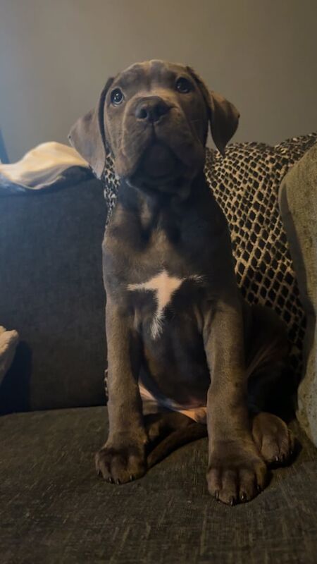 Cane corso puppies for sale in Edinburgh, City of Edinburgh