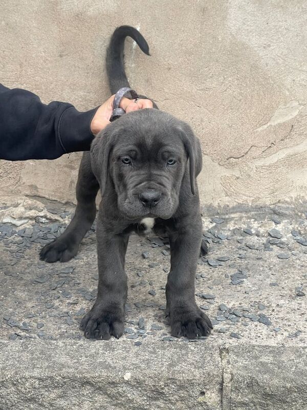 Cane Corso puppies for sale in Stretton, Staffordshire