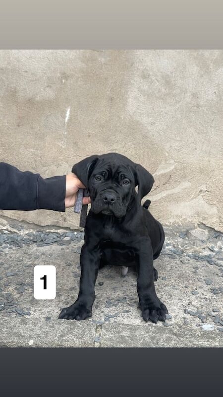 Cane Corso puppies for sale in Stretton, Staffordshire | Image 2