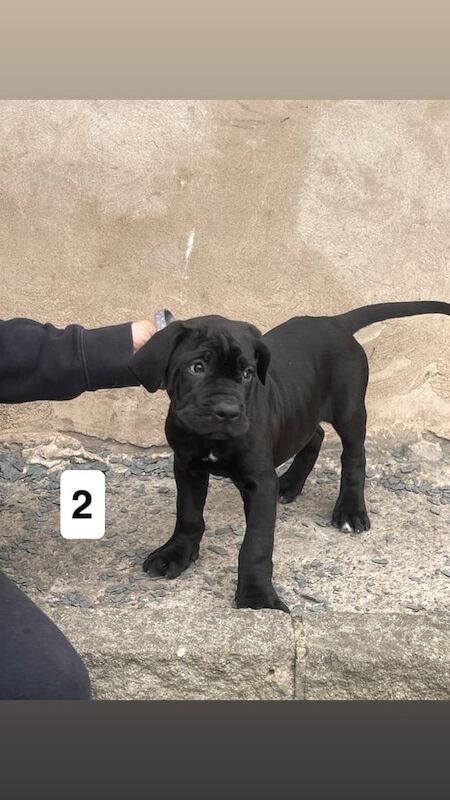 Cane Corso puppies for sale in Stretton, Staffordshire | Image 3