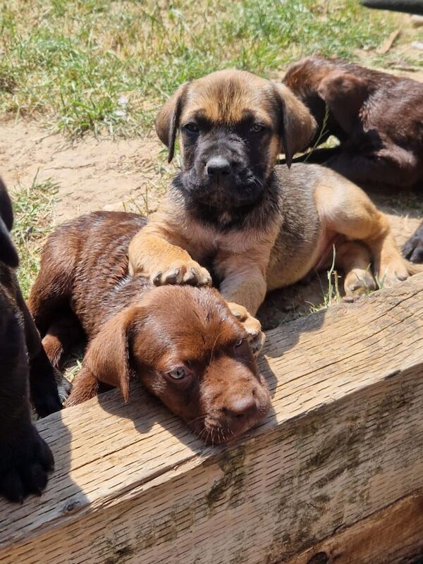 Cane Corso puppies for sale in Bursledon, Hampshire – 10 weeks old