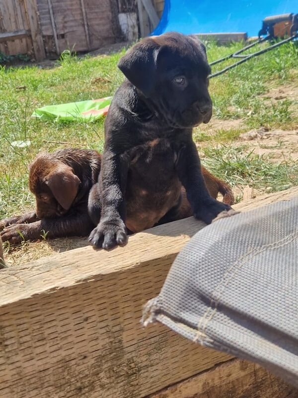 Cane Corso puppies for sale in Bursledon, Hampshire – 10 weeks old - Image 2 of 3