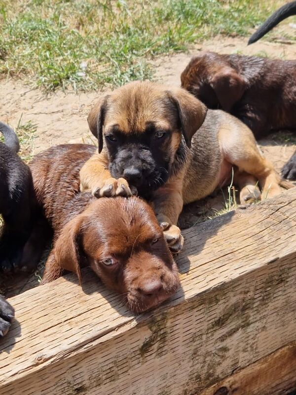 Cane Corso puppies for sale in Bursledon, Hampshire – 10 weeks old - Image 3 of 3