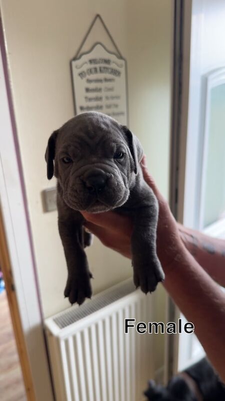 Cane Corso puppies for sale in Invergordon, Ross and Cromarty – KC registered, 4 weeks old