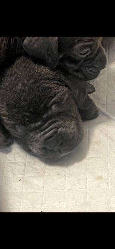Cane Corso puppies for sale in Sunderland, Tyne and Wear – 6 weeks old