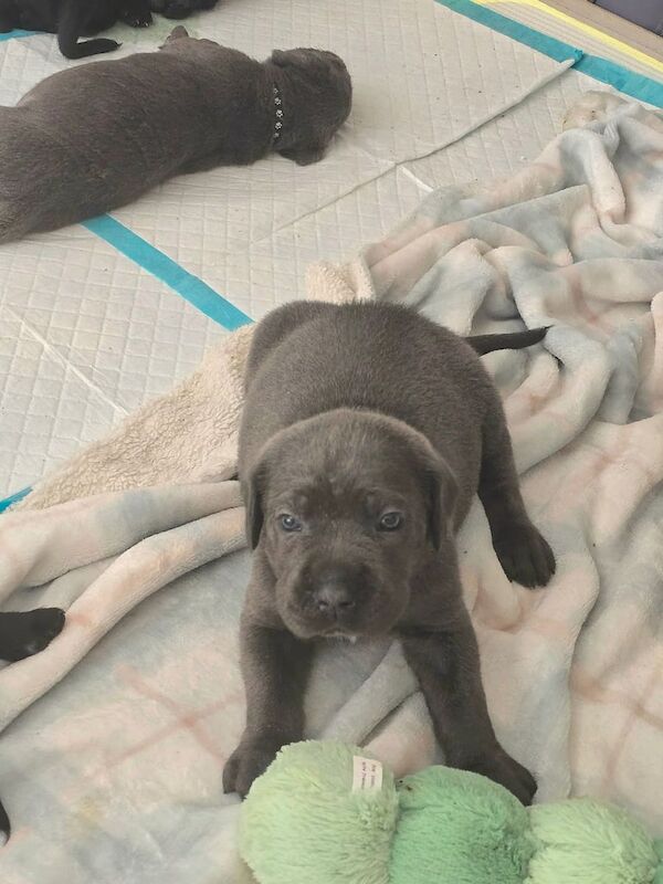 Cane Corso puppies for sale in Leytonstone, Greater London – 5 weeks old