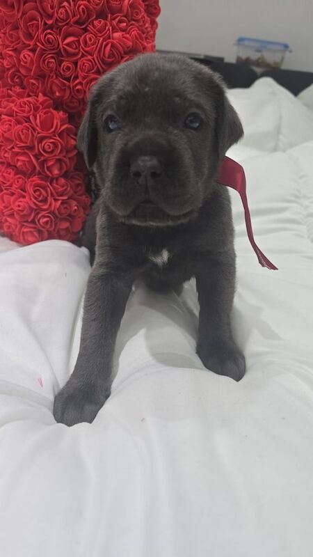 Cane Corso puppies for sale in Leytonstone, Greater London – 5 weeks old - Image 2 of 3