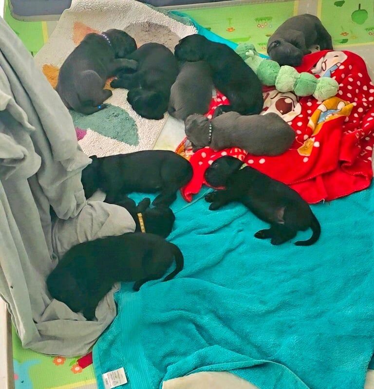 Cane Corso puppies for sale in Leytonstone, Greater London – 5 weeks old - Image 3 of 3