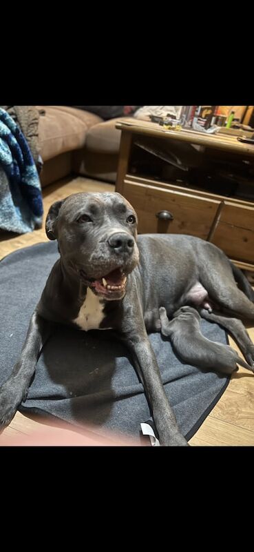 Cane Corso puppies for sale in Loughton, Essex – 7 weeks old