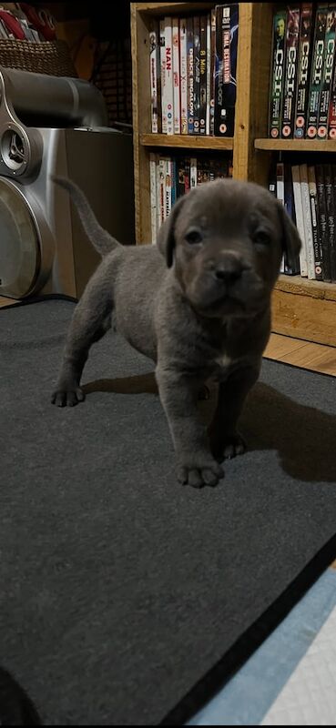Cane Corso puppies for sale in Loughton, Essex – 7 weeks old - Image 2 of 3