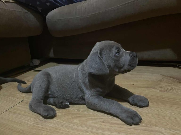 Cane Corso puppies for sale in Loughton, Essex – 7 weeks old - Image 3 of 3