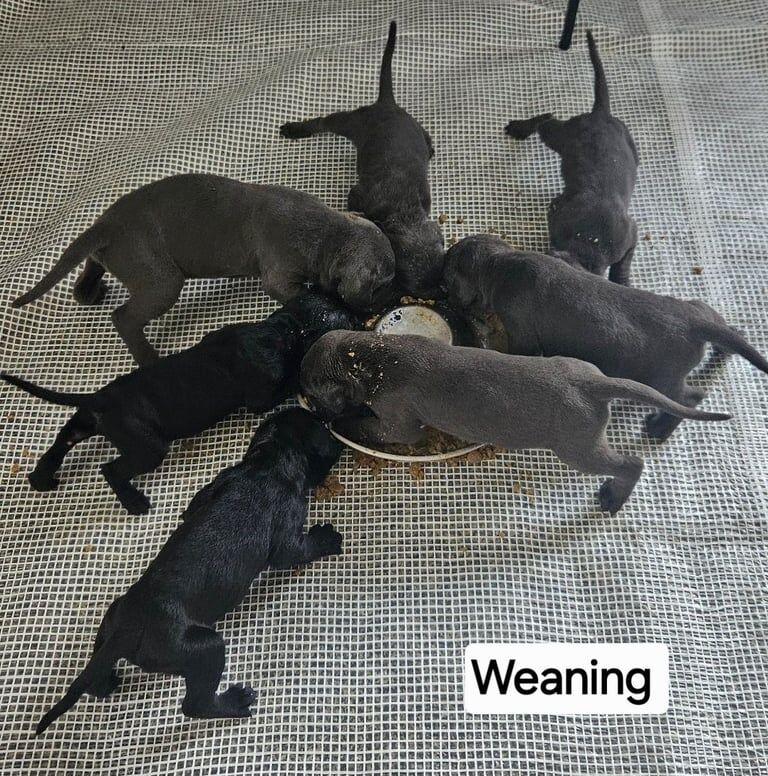 Cane Corso puppies for sale in Caldicot / Cil-y-coed, Gwent – 7 weeks old