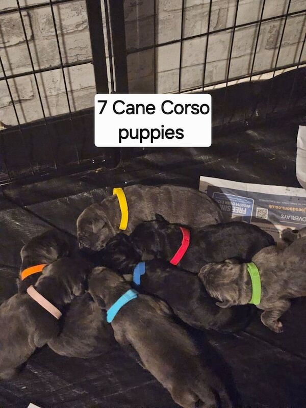 Cane Corso puppies for sale in Caldicot / Cil-y-coed, Gwent – 7 weeks old - Image 2 of 3