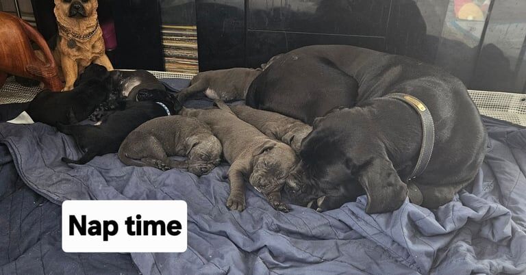 Cane Corso puppies for sale in Caldicot / Cil-y-coed, Gwent – 7 weeks old - Image 3 of 3