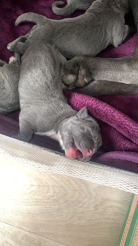 Cane Corso puppies for sale in Great Barr, West Midlands – 1 week old - Image 3 of 3