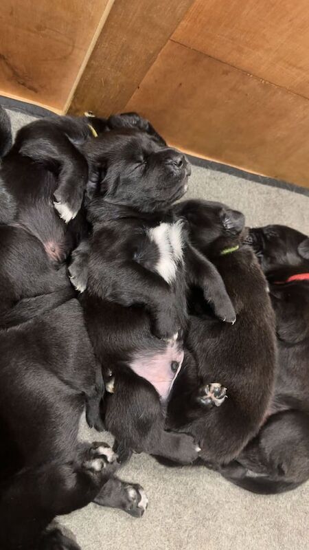 Cane Corso puppies for sale in Newcastle upon Tyne, Tyne and Wear – 3 weeks old