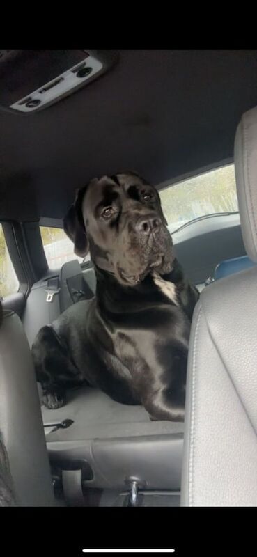 Cane Corso puppies for sale in Newcastle upon Tyne, Tyne and Wear – 3 weeks old - Image 2 of 3
