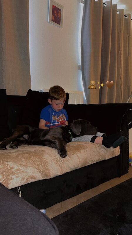 Cane Corso puppies for sale in Northampton, Northamptonshire – KC registered, 4 months old