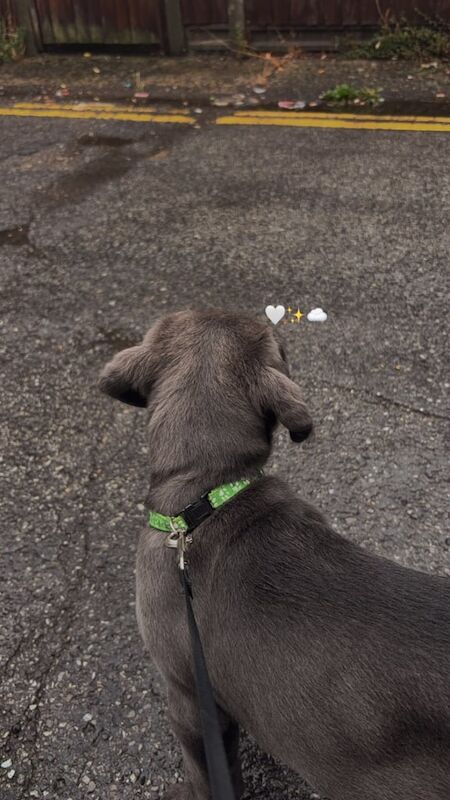 Cane Corso puppies for sale in Northampton, Northamptonshire – KC registered, 4 months old - Image 2 of 3
