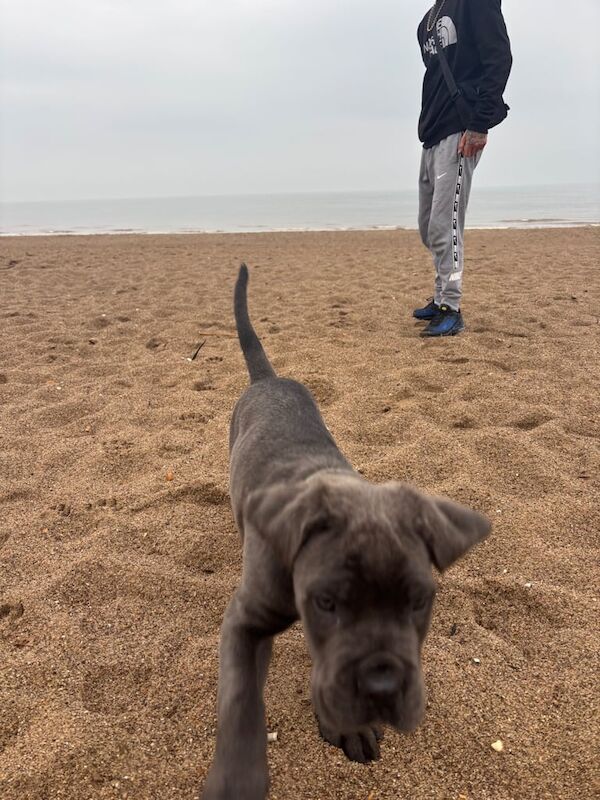 Cane Corso puppies for sale in Northampton, Northamptonshire – KC registered, 4 months old - Image 3 of 3