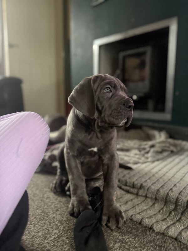 Cane Corso puppies for sale in Stoke-on-Trent, Staffordshire – 11 weeks old