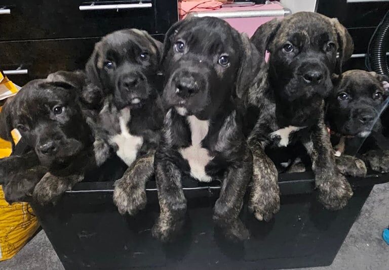 Cane Corso puppies for sale in Seacroft, West Yorkshire – 3 months old