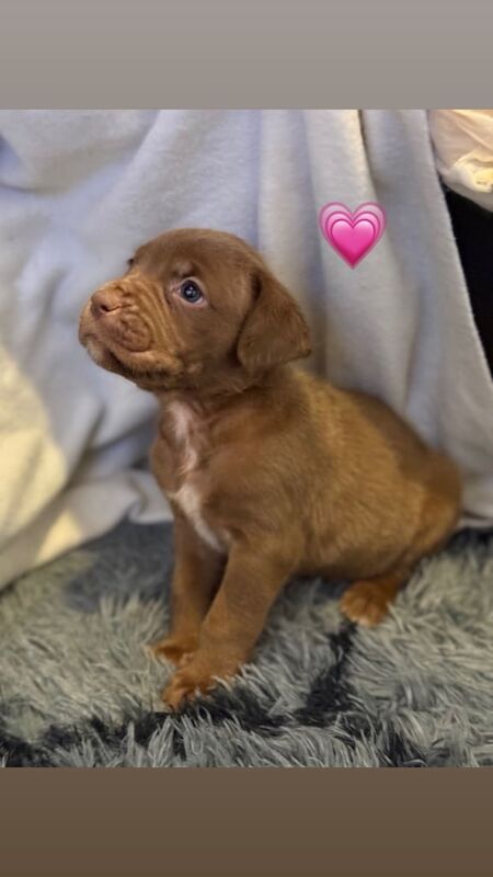 Cane Corso puppies for sale in Gravesend, Kent – 9 weeks old