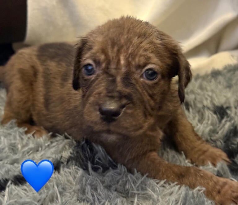 Cane Corso puppies for sale in Gravesend, Kent – 9 weeks old - Image 2 of 3