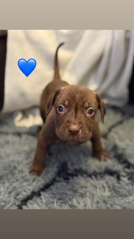 Cane Corso puppies for sale in Gravesend, Kent – 9 weeks old - Image 3 of 3