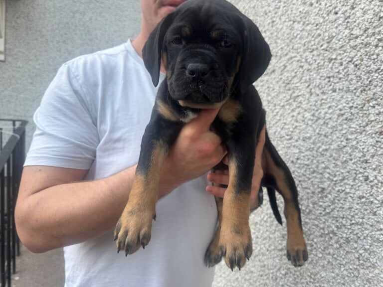 Cane Corso puppies for sale in Nuneaton, Warwickshire – 10 weeks old
