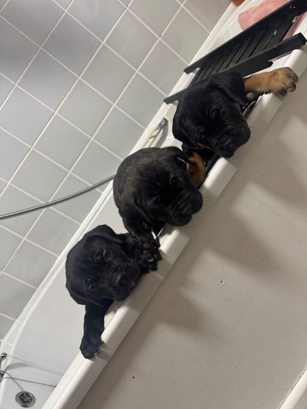 Cane Corso puppies for sale in Nuneaton, Warwickshire – 10 weeks old - Image 2 of 3