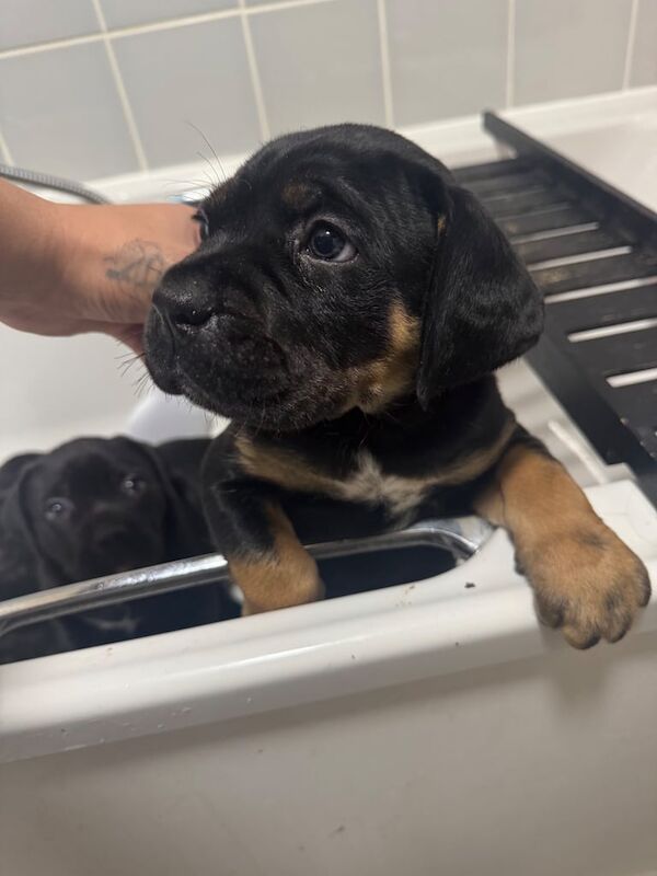 Cane Corso puppies for sale in Nuneaton, Warwickshire – 10 weeks old - Image 3 of 3
