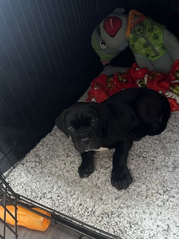 Black Cane Corso puppies for sale in Kilmarnock, Ayrshire and Arran – 11 weeks old