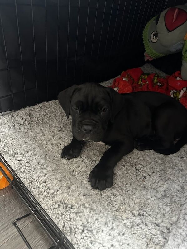Cane Corso puppies for sale in Kilmarnock, Ayrshire and Arran – 11 weeks old - Image 2 of 3