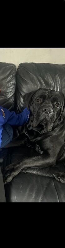 Cane Corso puppies for sale in Kilmarnock, Ayrshire and Arran – 11 weeks old - Image 3 of 3