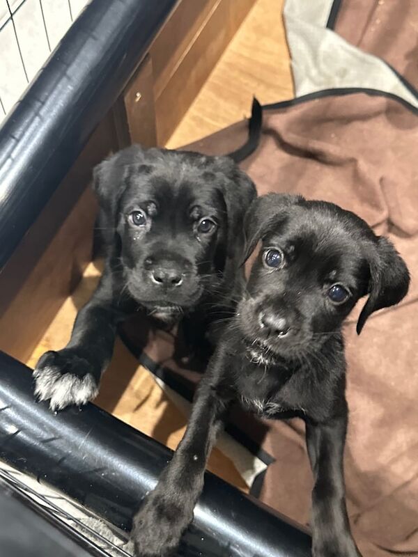 Cane Corso puppies for sale in Newcastle upon Tyne, Tyne and Wear – 8 weeks old