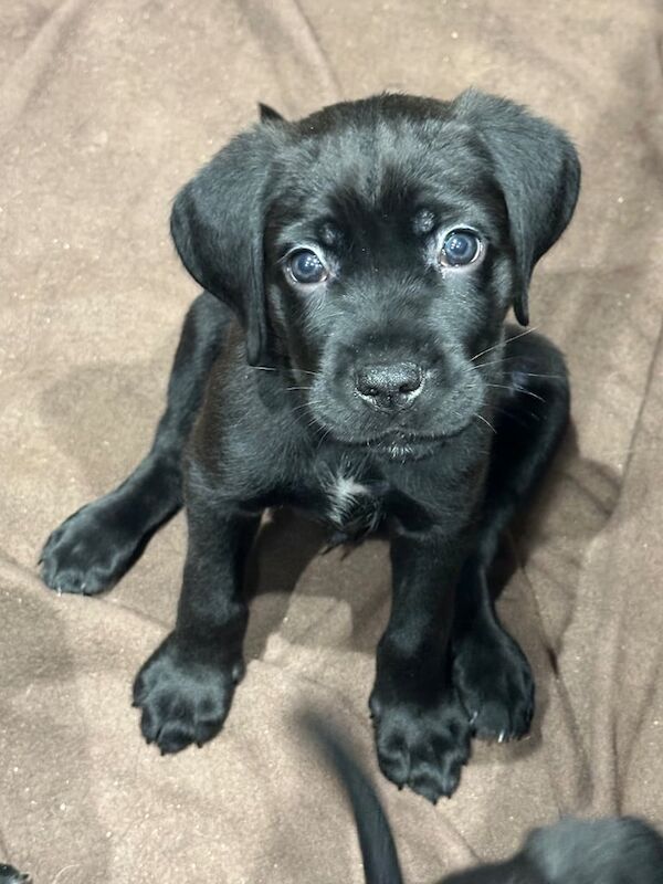 Cane Corso puppies for sale in Newcastle upon Tyne, Tyne and Wear – 8 weeks old - Image 2 of 5