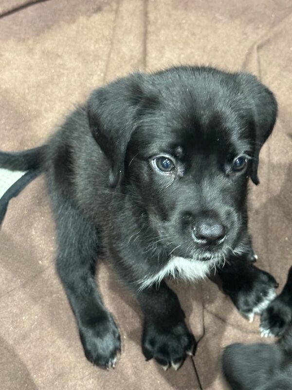 Cane Corso puppies for sale in Newcastle upon Tyne, Tyne and Wear – 8 weeks old - Image 3 of 5