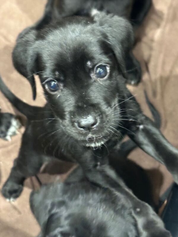 Cane Corso puppies for sale in Newcastle upon Tyne, Tyne and Wear – 8 weeks old - Image 4 of 5