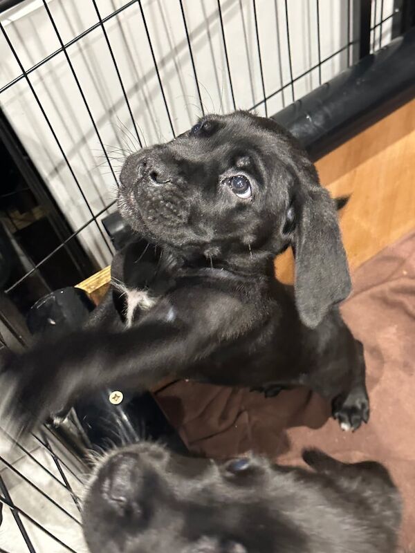 Cane Corso puppies for sale in Newcastle upon Tyne, Tyne and Wear – 8 weeks old - Image 5 of 5