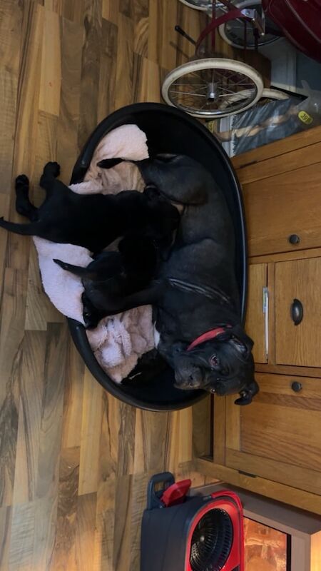 Cane Corso puppies for sale in Bransholme, East Riding of Yorkshire – 8 weeks old