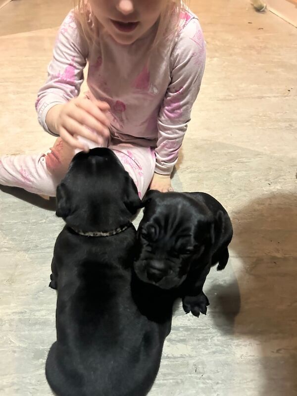 Cane Corso puppies for sale in Bransholme, East Riding of Yorkshire – 8 weeks old - Image 2 of 3