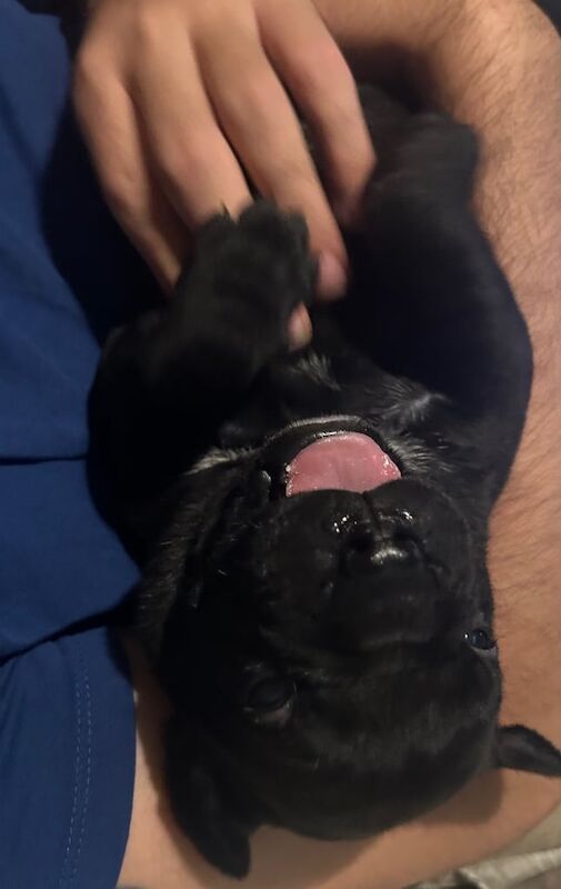 Cane Corso puppies for sale in Bransholme, East Riding of Yorkshire – 8 weeks old - Image 3 of 3