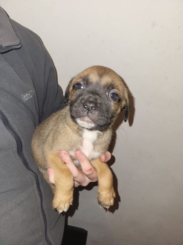 Cane Corso puppies for sale in Elgin, Moray – 9 weeks old