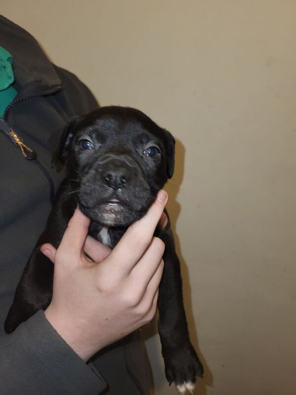Cane Corso puppies for sale in Elgin, Moray – 9 weeks old - Image 3 of 6