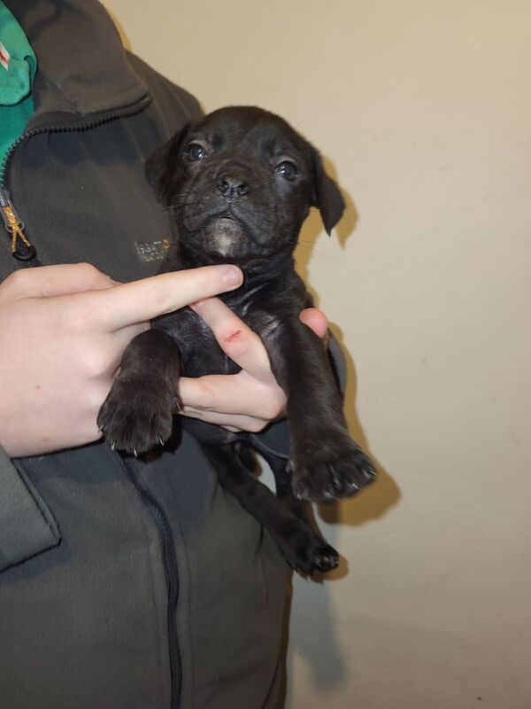 Cane Corso puppies for sale in Elgin, Moray – 9 weeks old - Image 4 of 6